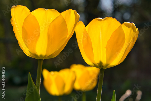 Yellow tulips in the field with wide angle lense from below  and above in Grandma s garden Selective focus.