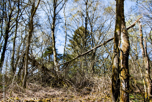 Over hundred years old original native wild nature in a forest Scandinavia