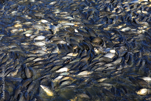 Carp in the fish pond are competing for bait. It's a very jubilant scene in North China