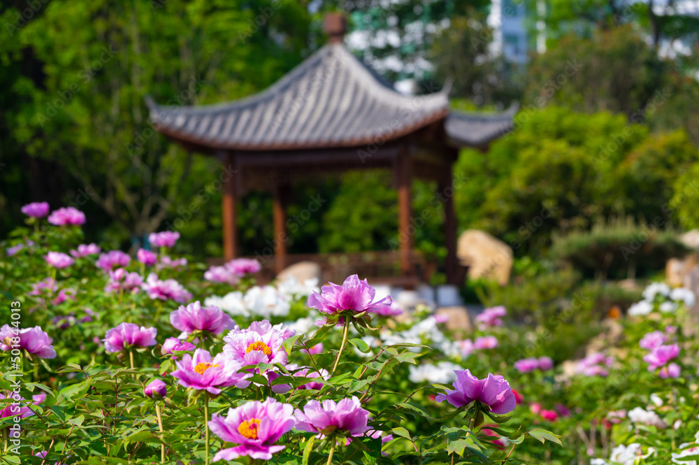 Early spring scenery of East Lake Peony Garden in Wuhan, Hubei Early spring scenery of East Lake Peony Garden in Wuhan, Hubei