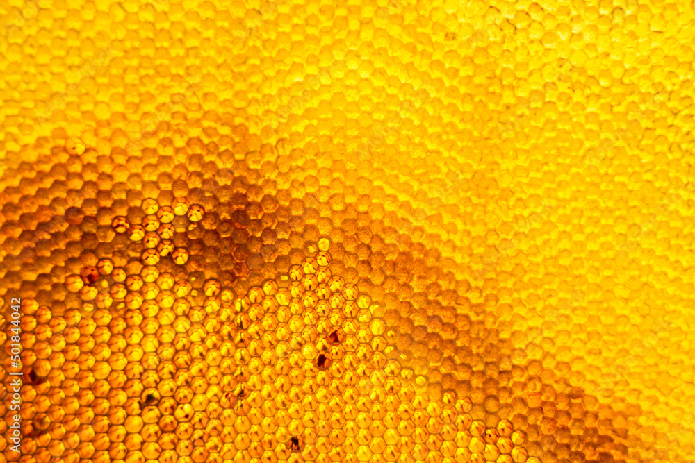Honeycomb from bee hive filled with golden honey Honeycomb from bee hive filled with golden honey