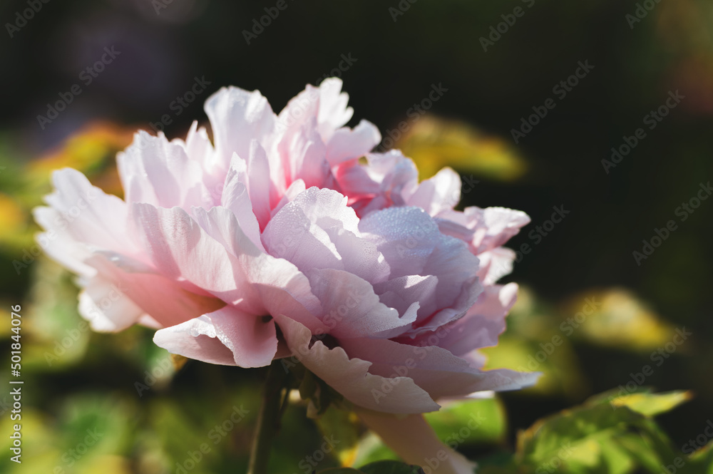 Early spring scenery of East Lake Peony Garden in Wuhan, Hubei