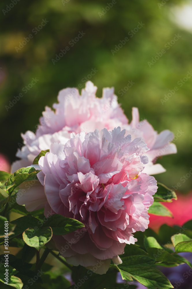 Early spring scenery of East Lake Peony Garden in Wuhan, Hubei