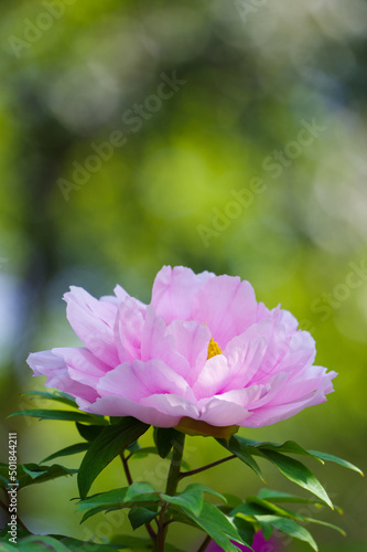 Early spring scenery of East Lake Peony Garden in Wuhan  Hubei