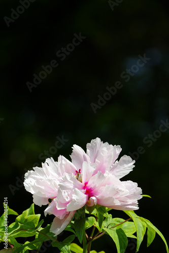 Early spring scenery of East Lake Peony Garden in Wuhan  Hubei