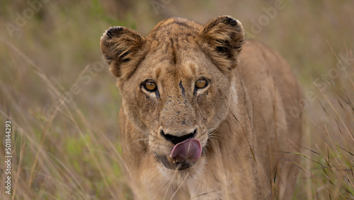 a lioness making eye contact