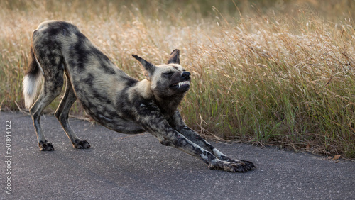 Obraz na plátne An African wild dog doing some stretches