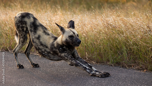 Quadro em tela An African wild dog doing some stretches