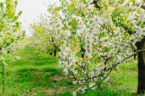 flowering spring sweet cherry orchard. farming and horticulture. 