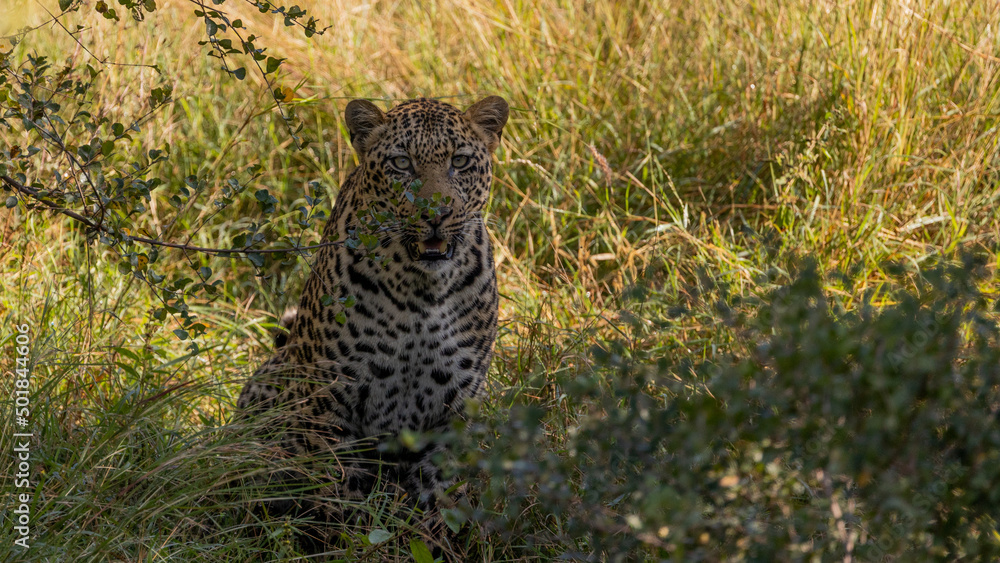Fototapeta premium big male leopard in the wild