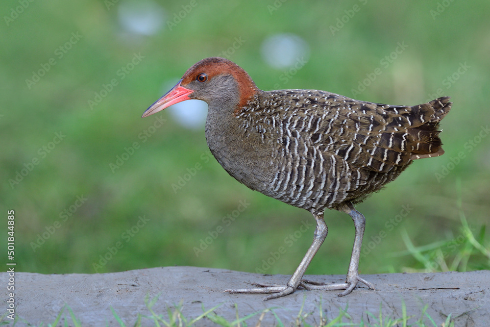 skittish grey bird with red head and pink beaks proudly standing on dirt spot among green grass in lowland Thailand, slaty-breasted rail skittish grey bird with red head and pink beaks proudly standing on dirt spot among green grass in lowland Thailand, slaty-breasted rail