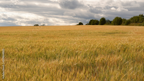 Beautiful landscape field on a summer day. Rural scene of wheat ears, field of wheat