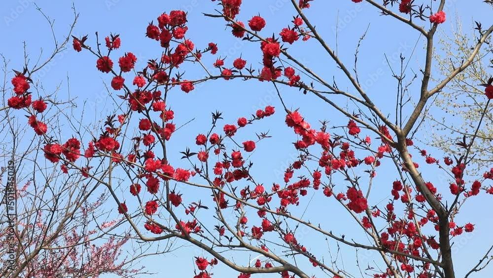 Beautiful green peach flowers are in the park, North China Beautiful green peach flowers are in the park, North China