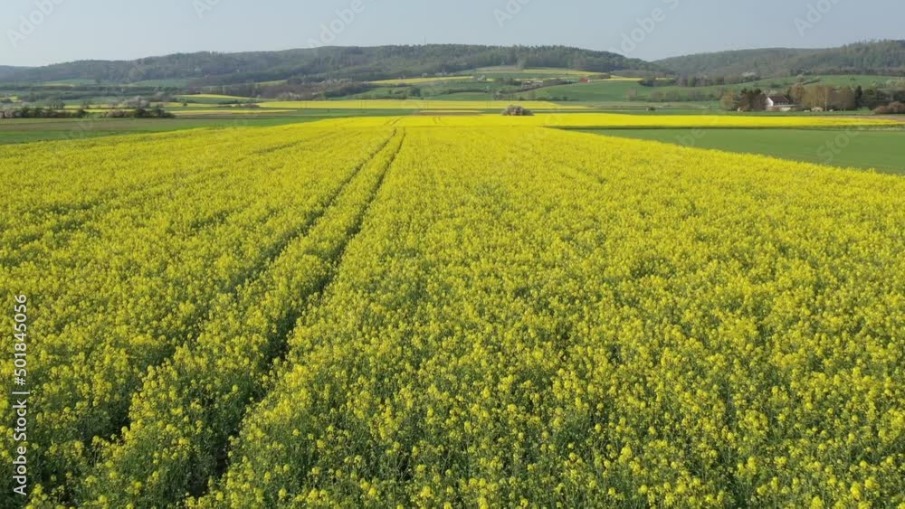 canola field in the country canola field in the country