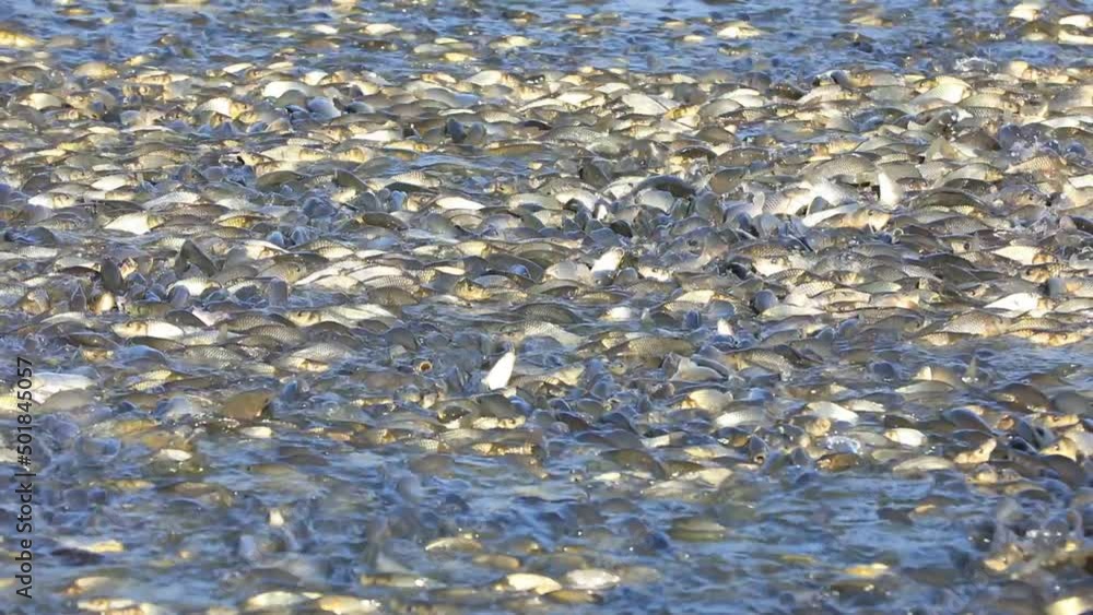 Carp in the fish pond are competing for bait. It's a very jubilant scene in North China Carp in the fish pond are competing for bait. It's a very jubilant scene in North China