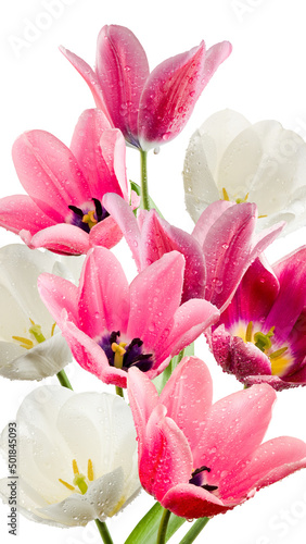 beautiful flowers in the garden on blure background closeup