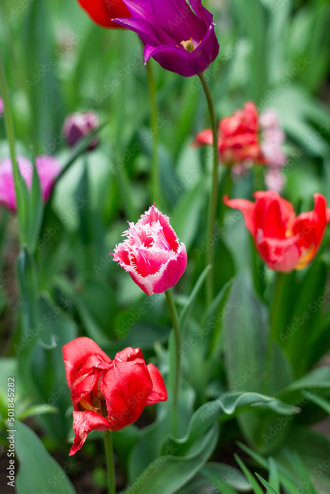 tulips in the garden. first spring flowers in nature in the park