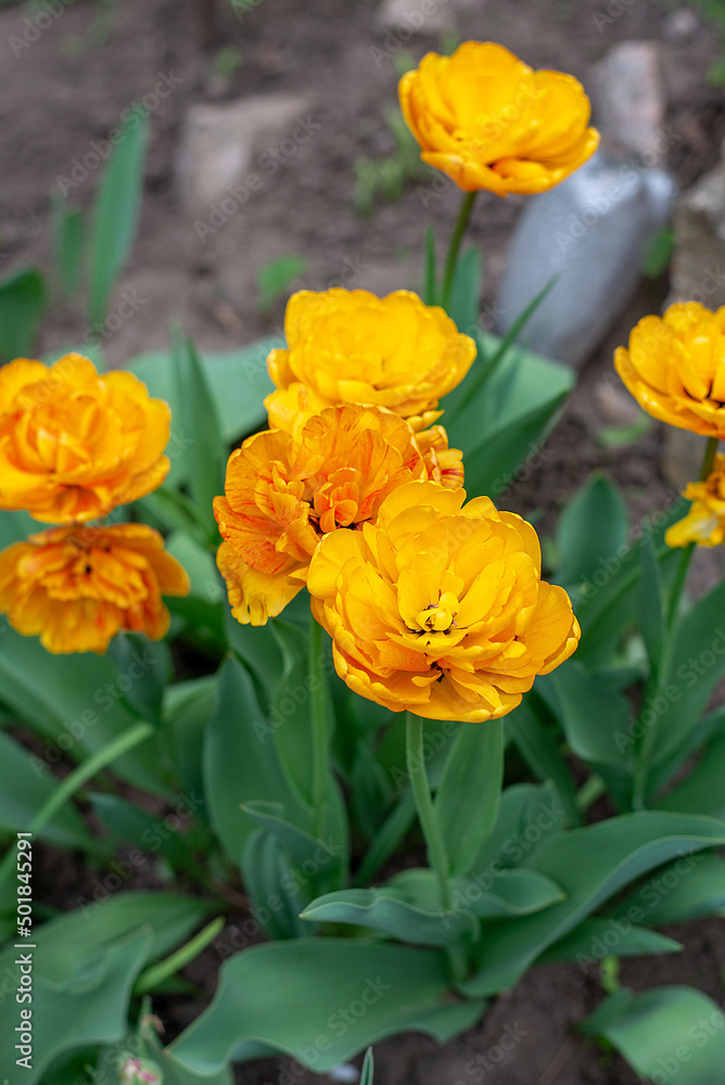 tulips in the garden. first spring flowers in nature in the park tulips in the garden. first spring flowers in nature in the park