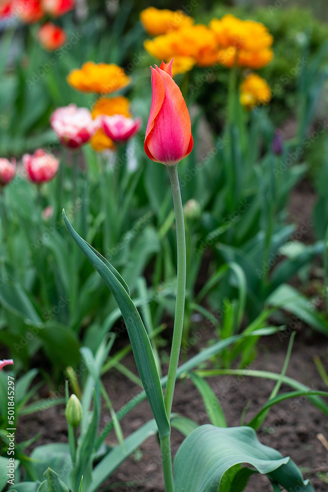 tulips in the garden. first spring flowers in nature in the park tulips in the garden. first spring flowers in nature in the park