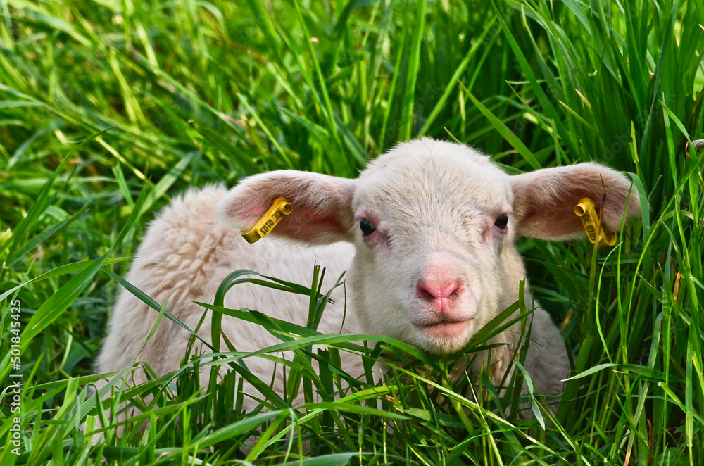 Obraz premium Closeup portrait of a very cute, flurry wooly white lamb in the green grass