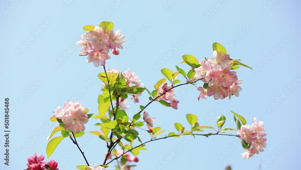 Beautiful Begonia flowers in the park Beautiful Begonia flowers in the park