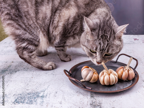 Photography Beautiful grey cat lies on a table and looks at fresh garlic