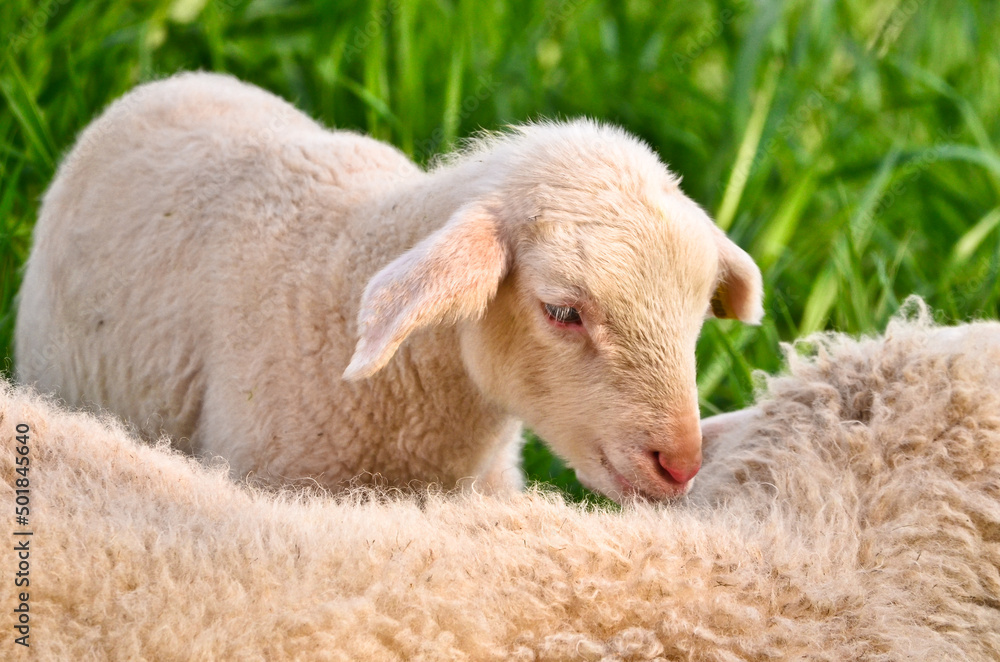 Closeup portrait of very cute, flurry wooly white lambs in the green grass Closeup portrait of very cute, flurry wooly white lambs in the green grass