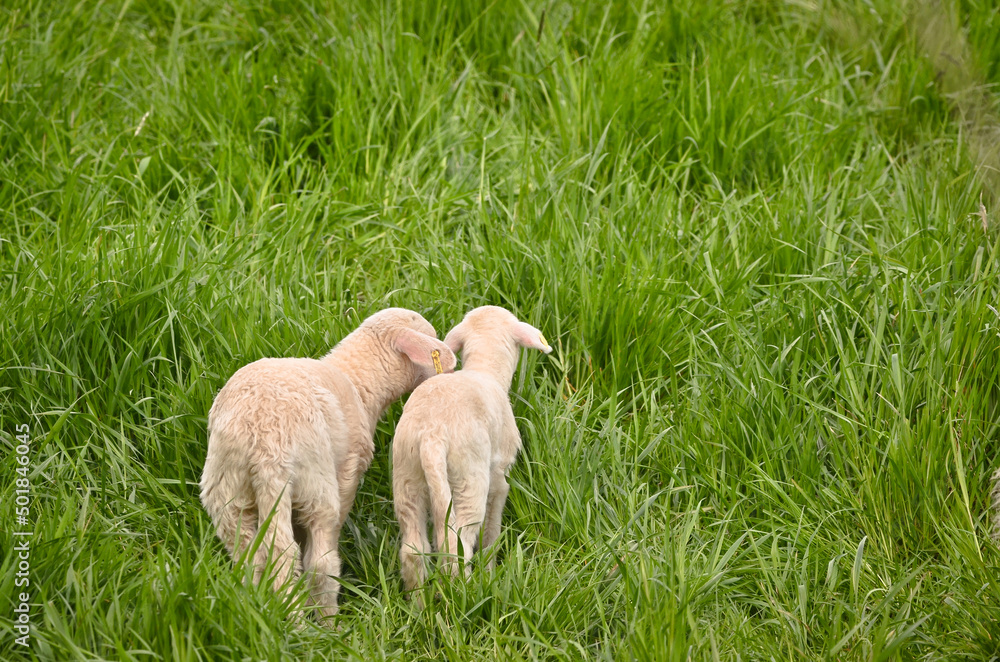 Naklejka premium Closeup portrait of very cute, flurry wooly white lambs in the green grass