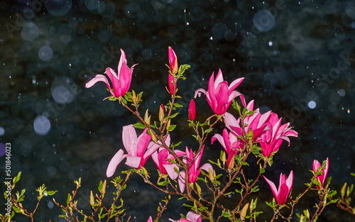 Blooming pink magnolia under the rain on a dark background. Drops of water glisten on delicate petals. Spring story