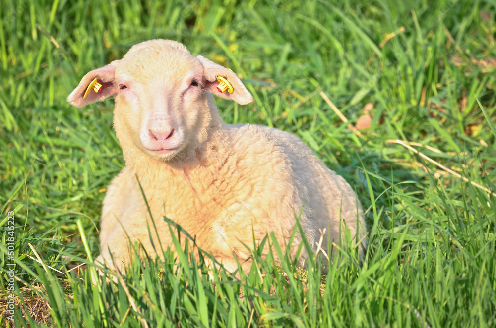 Obraz premium Closeup portrait of a very cute, flurry wooly white lamb in the green grass