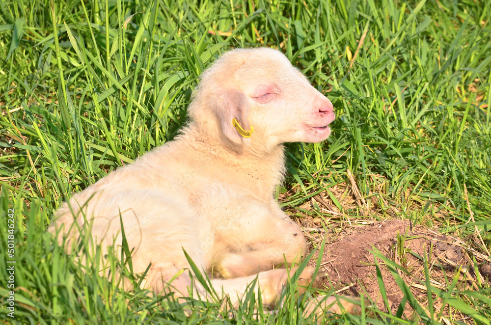 Closeup portrait of a  very cute, flurry wooly white lamb in the green grass