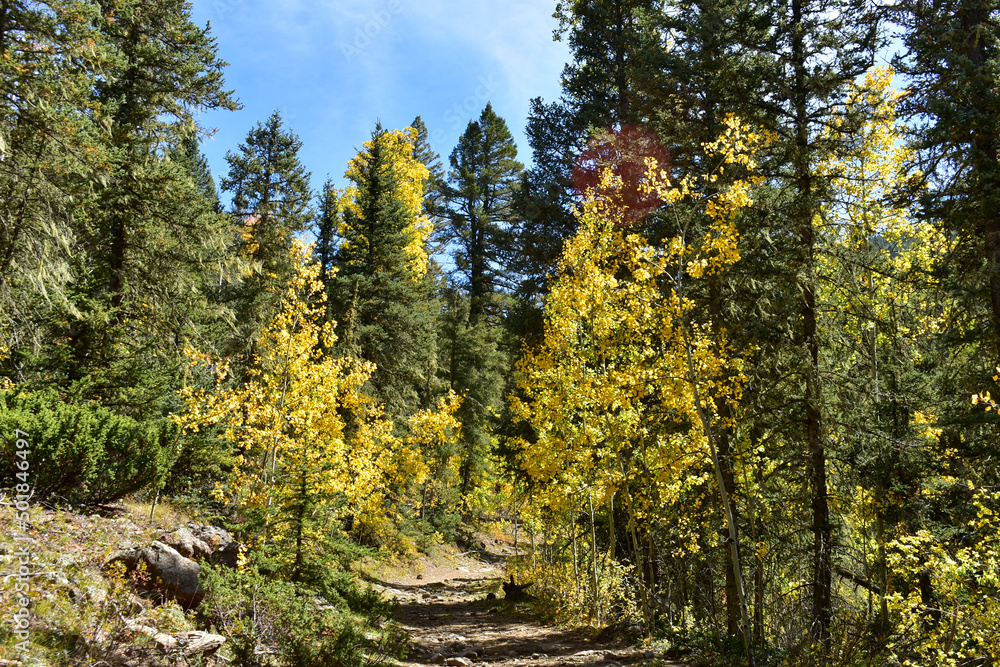 Fototapeta premium autumn in the forest