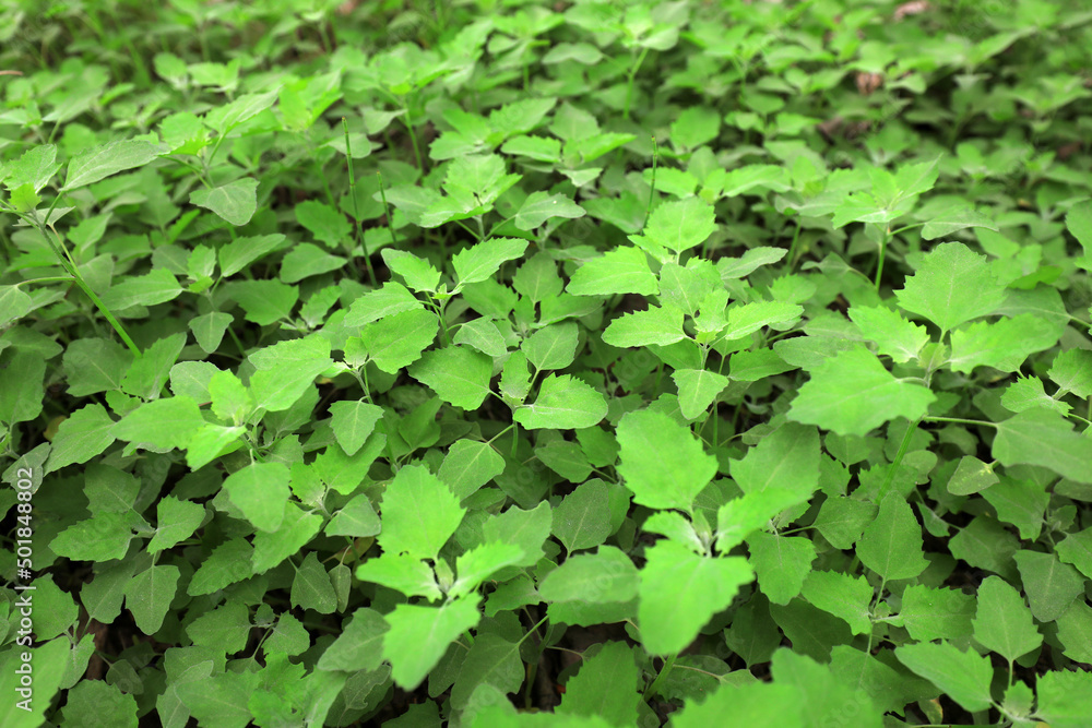 Wild green plants in woodland, North China Wild green plants in woodland, North China