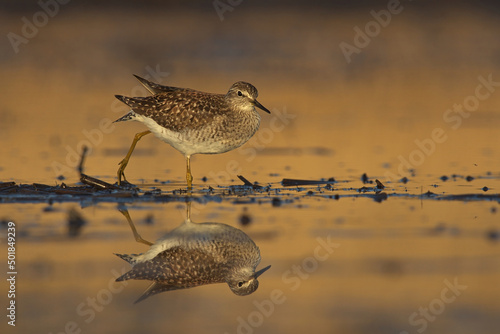 Photography Wood sandpiper (Tringa glareola) searching food in the wetlands at sunset