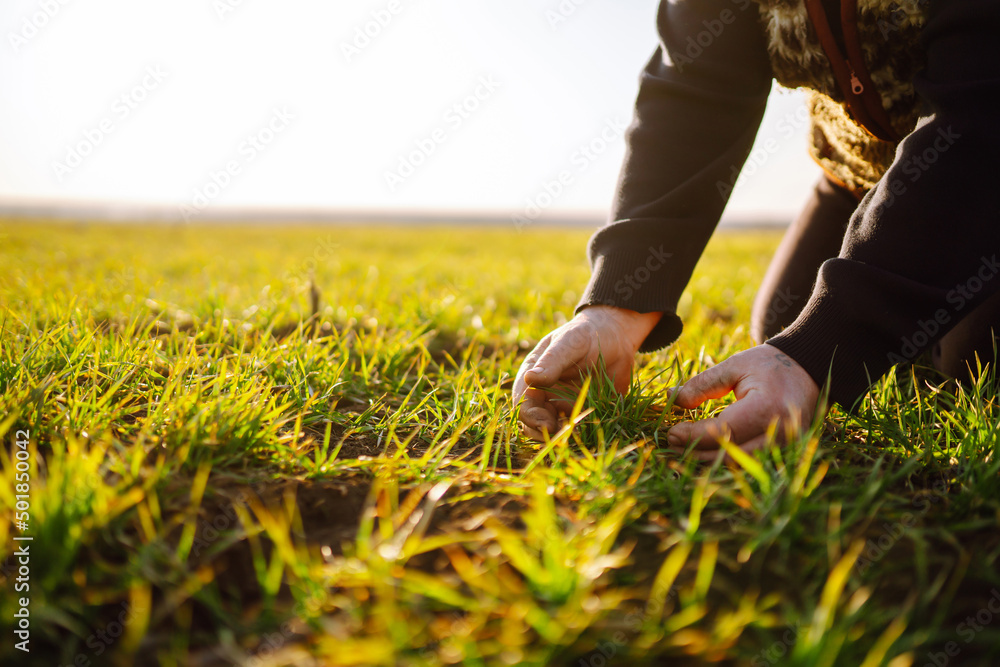 Young Green wheat seedlings in the hands of a farmer. Agriculture, organic gardening, planting or ecology concept. Young Green wheat seedlings in the hands of a farmer. Agriculture, organic gardening, planting or ecology concept.