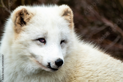 White arctic fox resting in the wilderness