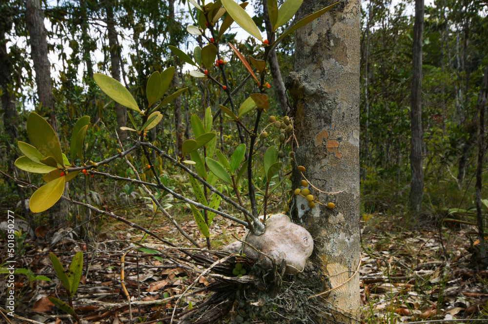 Obraz premium Ant plants, Hydnophytum formicarium and Dischidia nummularia, Bako National Park, Sarawak, Borneo