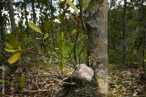 Ant plants, Hydnophytum formicarium and  Dischidia nummularia, Bako National Park, Sarawak, Borneo photo