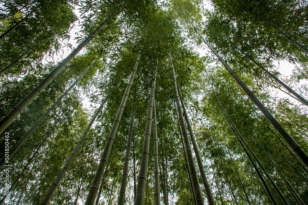 Naklejka premium 대나무숲