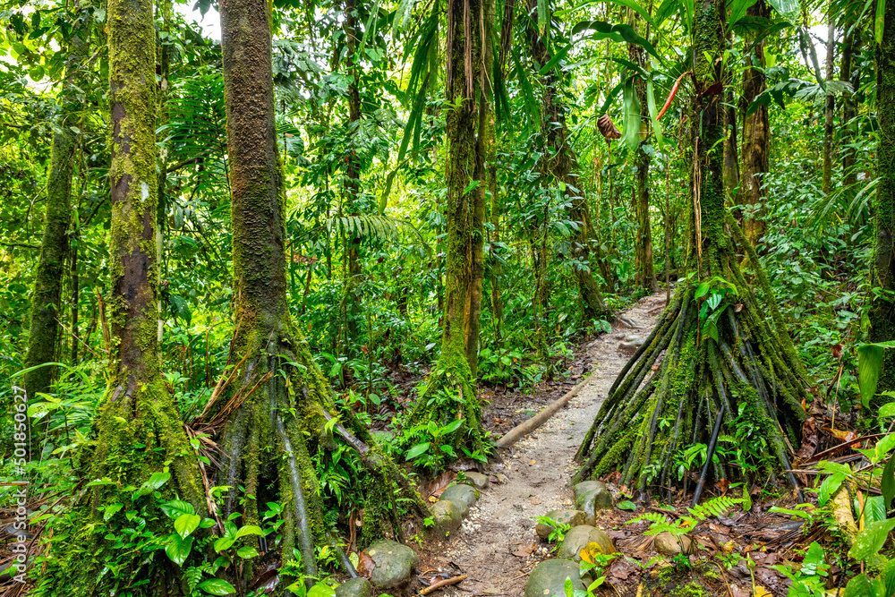 Hiking trail in Amazon Rainforest. Puyo, Ecuador. South America.