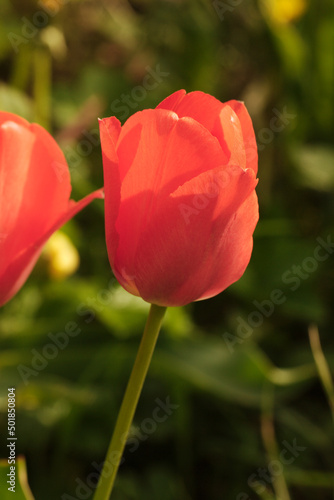 Red tulips - the perfect gift for a loved one