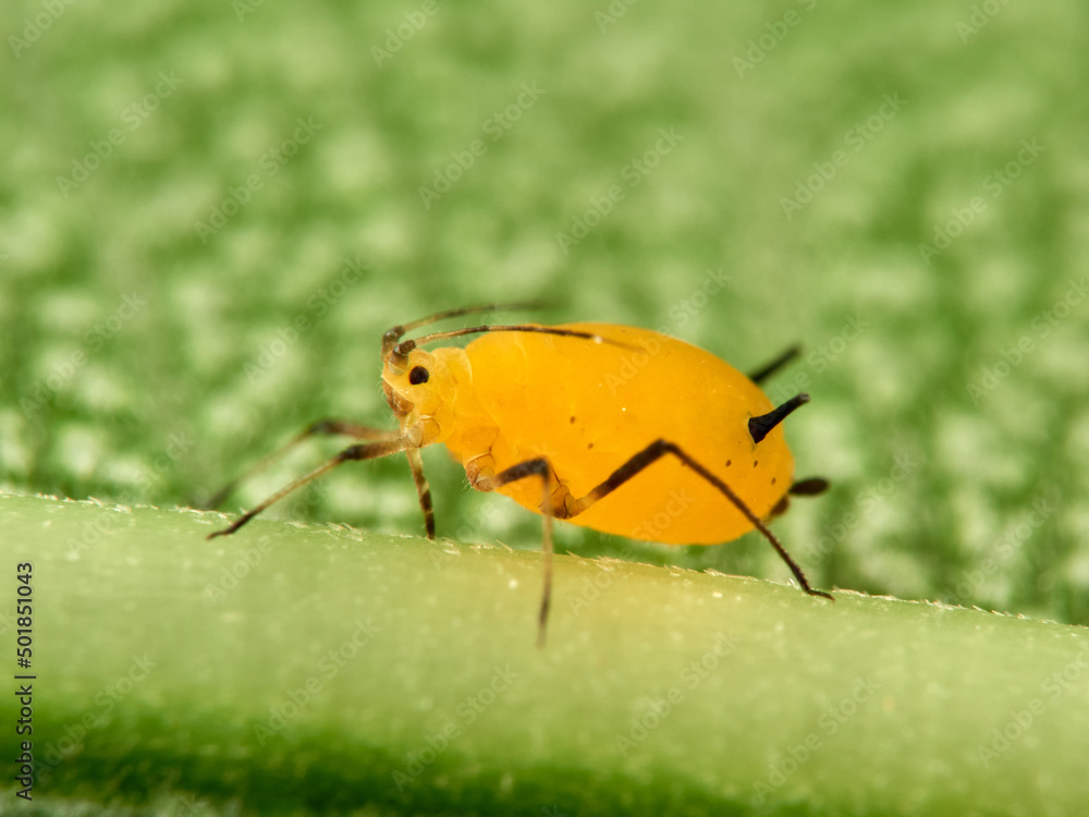 Fototapeta premium Pulgón amarillo. Oleander aphid or milkweed aphid. Aphis nerii.