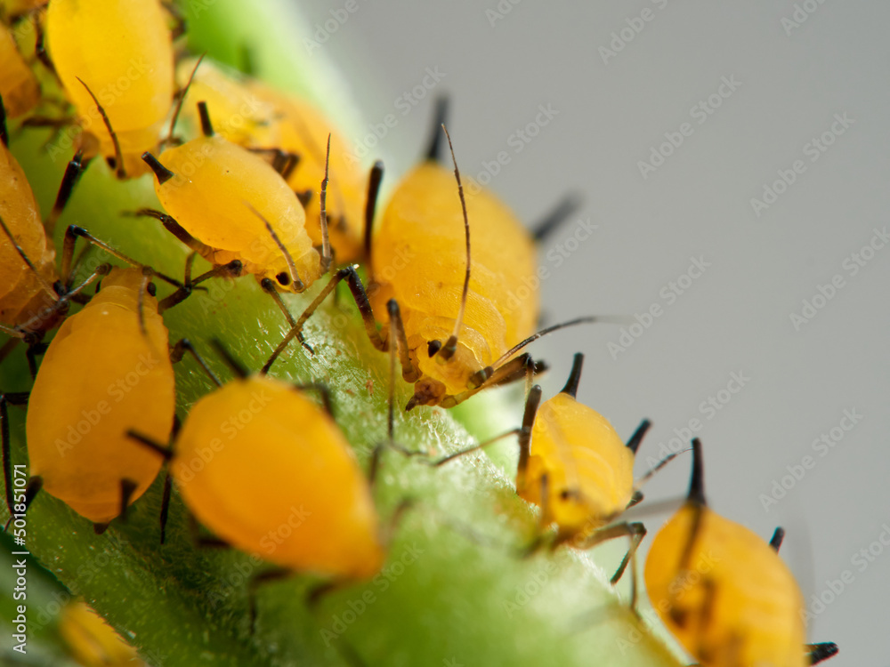 Pulgón amarillo. Oleander aphid or milkweed aphid. Aphis nerii. Pulgón amarillo. Oleander aphid or milkweed aphid. Aphis nerii.