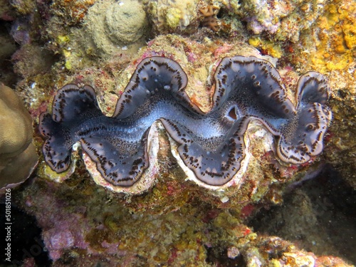 giant clam of the red sea