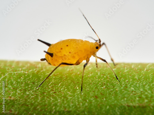Pulgón amarillo. Oleander aphid or milkweed aphid. Aphis nerii.