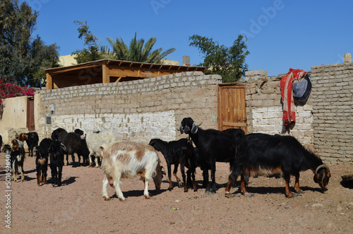 Goats are grazing in the street of the Egyptian city Dahab