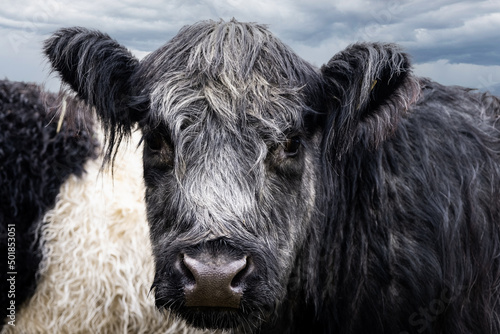 A close up of Belted Galloway Cows face photo