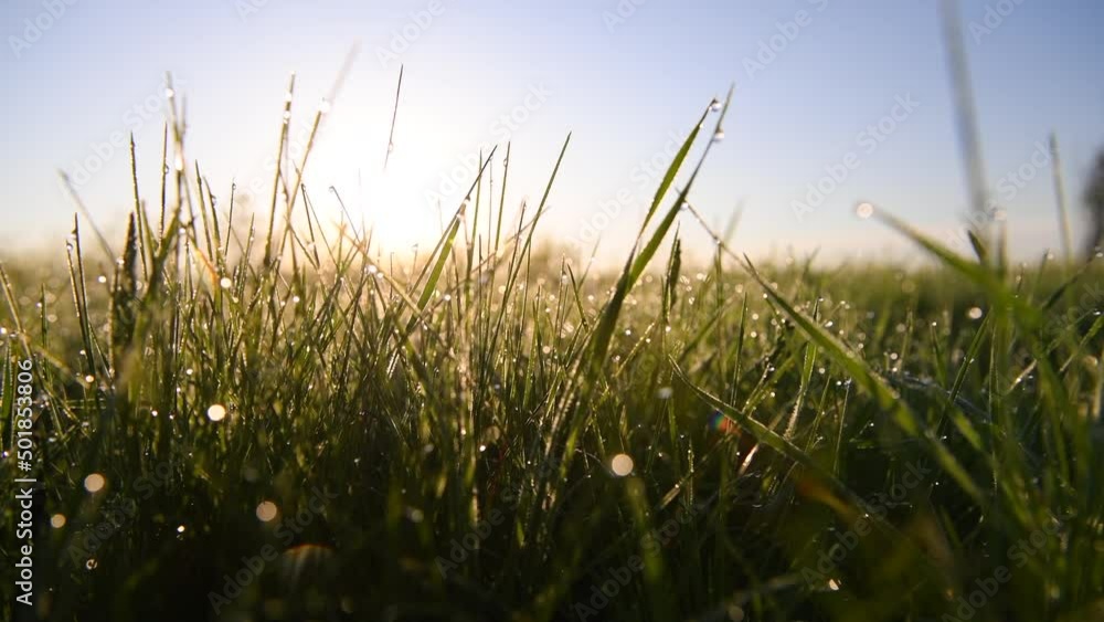 4k video. The morning dew drops of water close up photography on fresh grown spring grass field. Landscapes of springs during sunrise. 4k video. The morning dew drops of water close up photography on fresh grown spring grass field. Landscapes of springs during sunrise.