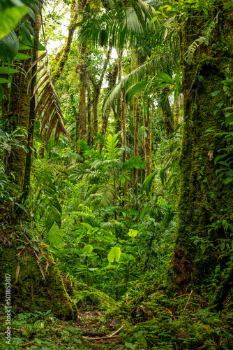Tropical cloud forest  La Amistad International Park  Chiriqui  Panama  Central America.