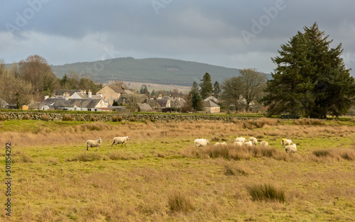A flock of sheep in a Scottish field beside the town of Carsphairn, Scotland